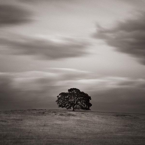 Scott Road Study #3, photography by Bishop Bastien. In Nature, Scenery