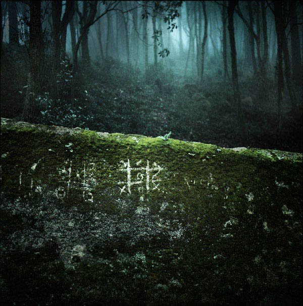 hass. In Nature, Vegetal, Tree, forest. x|o, photography by Kalua K Krynska. Image #182541