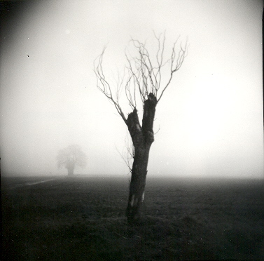 Trees., Artwork by Baldacchino Candido. Holga 120s. ILFORD 100 asa