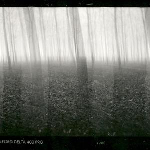 Trees. by Baldacchino Candido