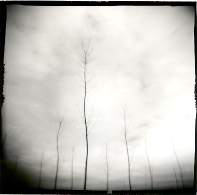 Trees., Artwork by Baldacchino Candido. Holga 120s. Film ILFORD DELTA 100