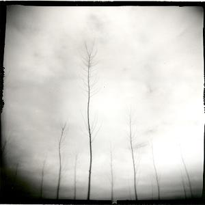 Trees. by Baldacchino Candido