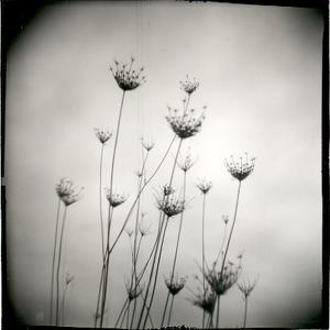 Flowers By Candido Baldacchino. by Baldacchino Candido