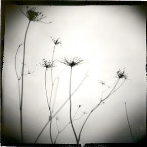 Dead nature by Candido Baldacchino. by Baldacchino Candido