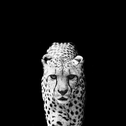 In Nature, Animal, Caged. Acinonyx Jubatus, photography by Nicolas Evariste. Image #138588
