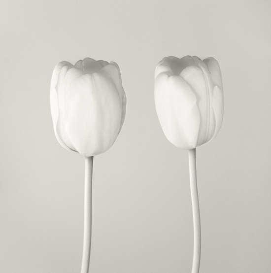 2 Tulips, Artwork by Giedrius Varnas. In Nature, Vegetal, Flower, plant