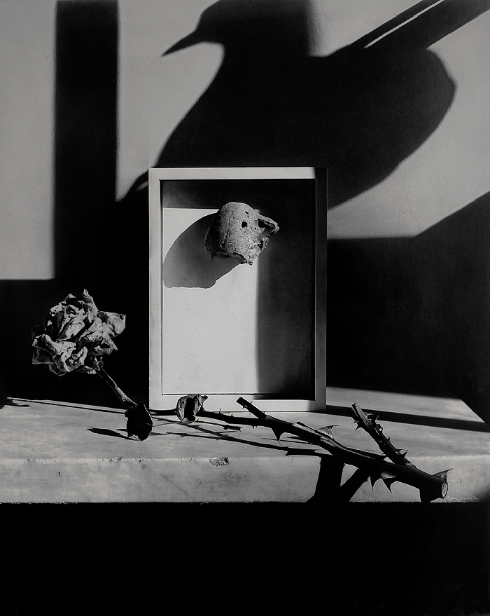 Stone Bird, photography by Andreas Heumann. I found this stone in a park thinking it was a scull from a bird.
It was a stone. Rollei SL66. Platinum print nfs. In Nature, Animal, Bird