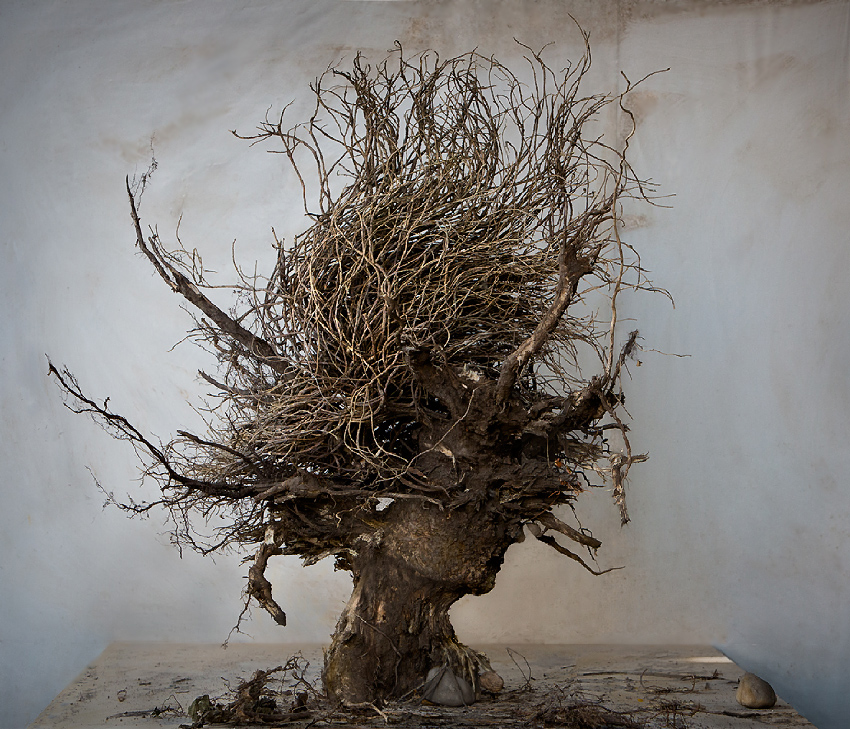 Found a few days ago, spend a day or so arranging the roots before taking a picture.
Strange but subconsciously I created a portrait of my Great Great Grandmother as I remembered her from photographs. Her real Name was Adele Buddecke, nick named Adelchen because she was small and tender.
I have to let her dry out before I make the final adjustments. The big supporting root at her back has to go before she
she will go into a resin mould. dust and dirt will be sealed with epoxy but I need a manufacturer in France who can seal her into a clear
perspex or resin box because I am afraid that my mixture will crack or be cloudy.
Any advise or contact is appreciated or shall I ask Damian Hirst :) ?
. Patience. In People, Portrait, Female. Adelchen, sculpture by Andreas Heumann. Image #399591