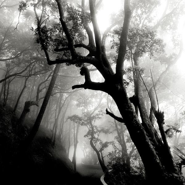 Fog Study, photography by Gilles Maselli. In Construction, Place, Garden, park