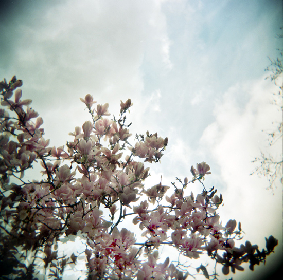 Sans titre, photography by Malak. Holga. In Nature, Vegetal