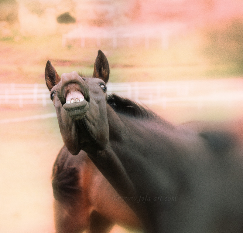 Smile!, photography by Fefa Koroleva. english warmblood horses in Karachay Cherkessia. nikon D80, nikkor 80-200mm 1:2,8. In Nature, Animal, Domesticated