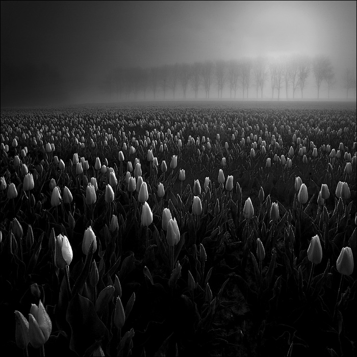 Netherlands

More photos and prints: www.lonelywolf.pl. EOS 5D, Canon 16-35 f2.8. In Nature, Scenery. ***, photography by Maciek Duczynski. Image #22772
