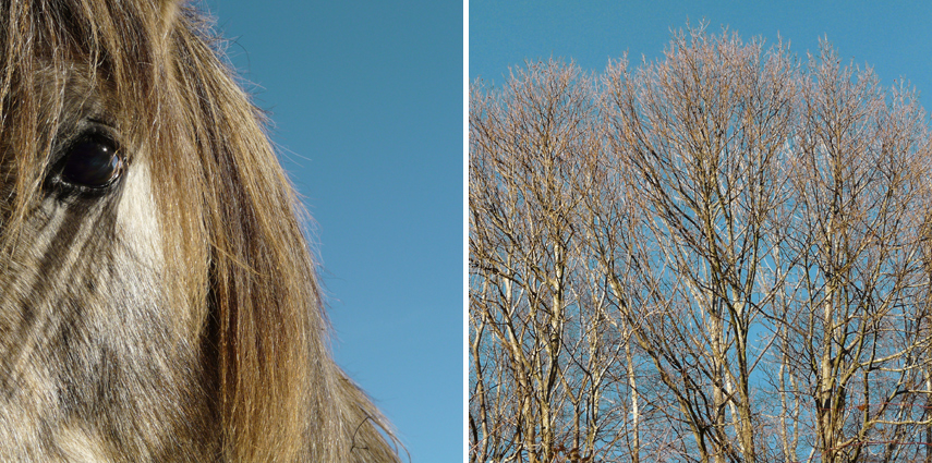 Duo_34*, photography by .lafabe. Grafik. *Horse + Trees  / *Cheval + Arbres. Olympus C-460, photoshop CS2