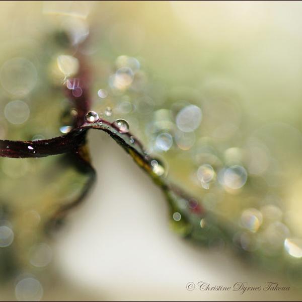 Veil , photography by Christine Dyrnes. In Nature, Vegetal