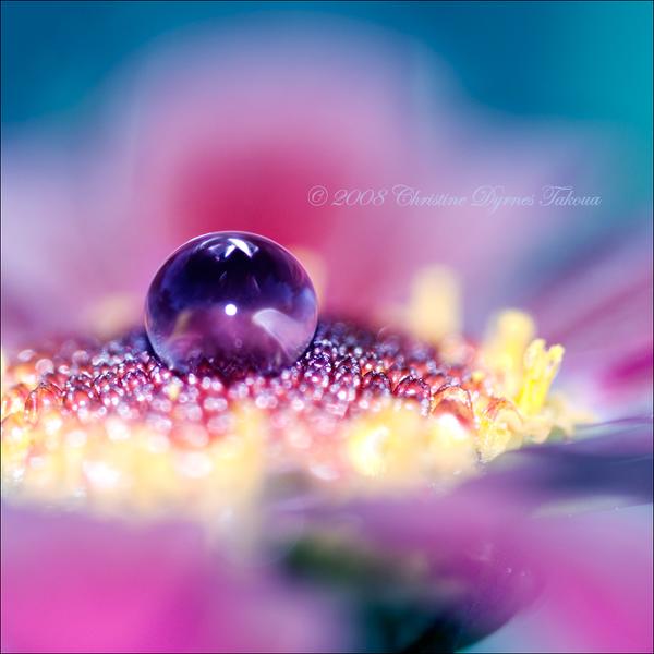 I am purple2, photography by Christine Dyrnes. In Nature, Vegetal