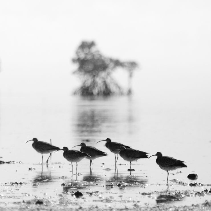 Sandpipers, photography by Michael Fallarme. Long-billed Curlews (sandpiper) in Frazer Island, Palawan Philippines

http://eyepop.ph
http://www.facebook.com/eyepop.ph. EOS 400D, Canon FD 300mm, EF to FD adapter. high key. In Nature, Animal, Bird