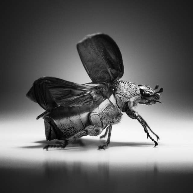 Heading For The Hills, photography by Michael Fallarme. http://eyepop.ph
http://facebook.com/eyepop.ph. EOS 400D / Canon 50mm f2.5 + Lifesize Converter. Macro. In Nature, Animal, Insect