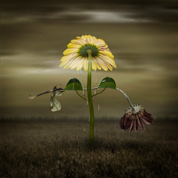 natura morta, Artwork by Ricardo Villagran. my latest piece...
I hope you like it!

:-)
R. Nikon D80, Nikon 50mm F1.4, SB-800 speedlight. Digital photography, illustration and PS work