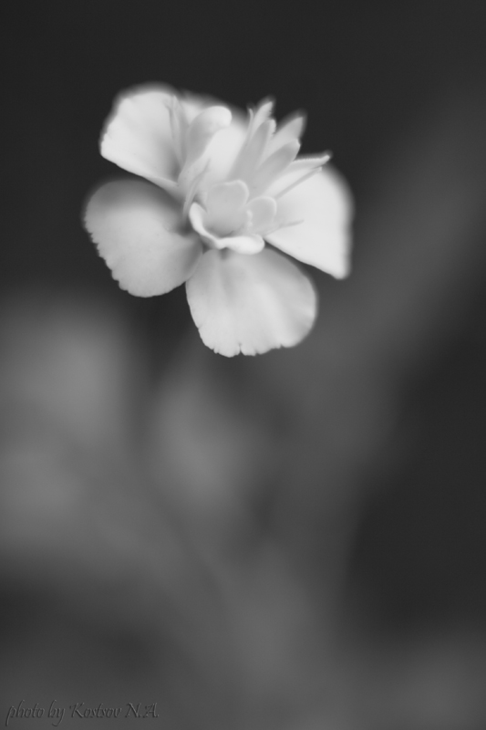 Untitled, drawing by Kostsov Nikolay. Canon EOS 20D. Canon EOS 20D. In Nature, Vegetal, Flower, plant