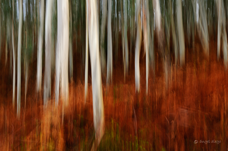Untitled, photography by &aacute;ngel Diego. D300 + 35 f/1,4. In Nature, Scenery