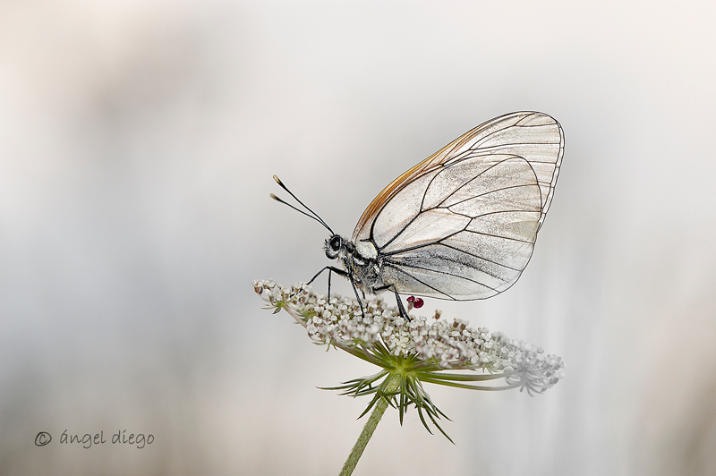 macro2, photography by &aacute;ngel Diego. In Nature, Animal, Insect