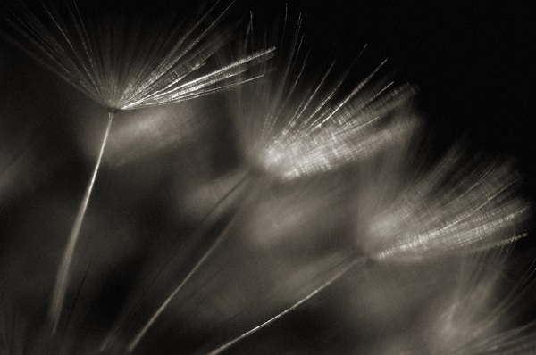 aquenios, photography by &aacute;ngel Diego. Nikon D70 + micronikkor 105VR. In Nature, Vegetal
