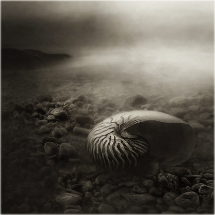 Dead And Lovely, photography by Biserko Fercek. In Nature, Animal, Aquatic life