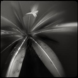 I&rsquo;m a cactus by Sasa Lazic