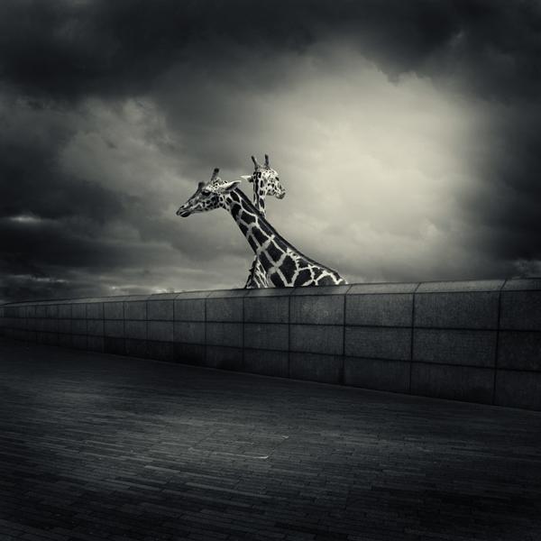 zoo, photography by Michal Giedrojc. In Nature, Animal