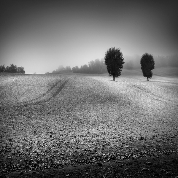 Do You Want To Marry Her ?, photography by Sylvain Lagarde. In Nature, Vegetal, Tree, forest