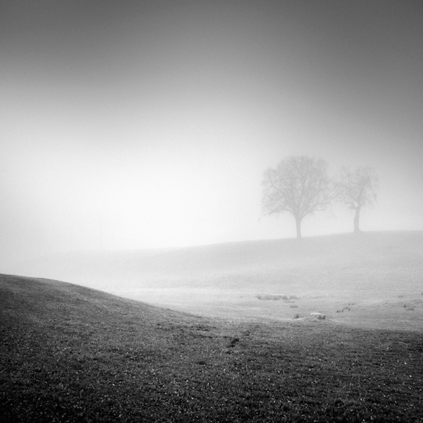 In Nature, Vegetal, Tree, forest. Traumnovelle Des Nebels Chap 29, photography by Sylvain Lagarde. Image #387936