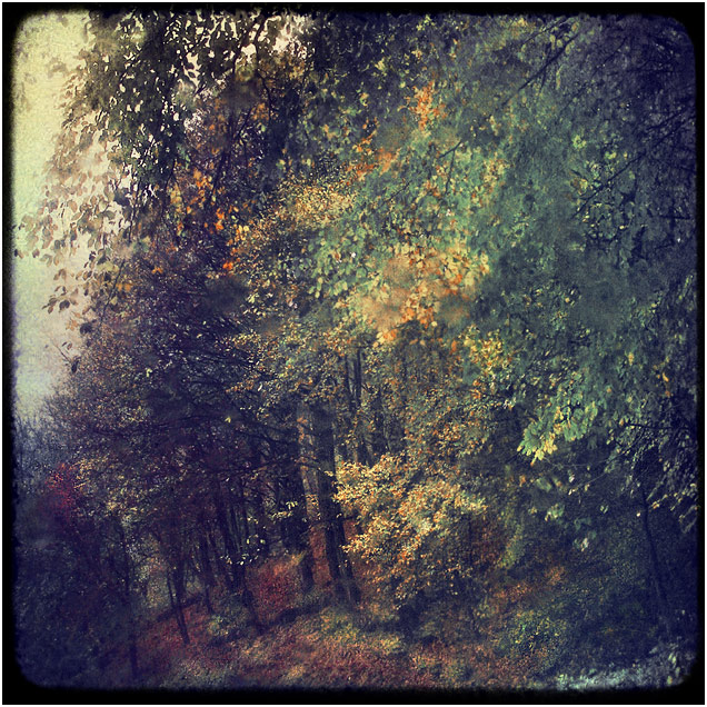 leaves now fly...dance the last breath of life, photography by Claudio Naboni. In Nature, Vegetal