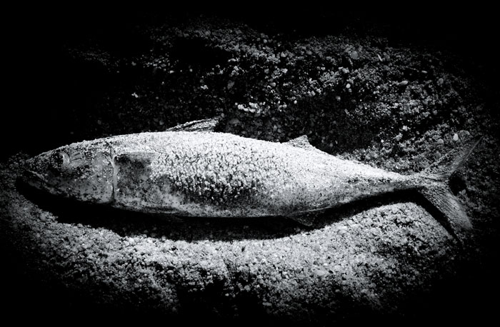 In Nature, Animal, Aquatic life. En Attendant La Marée, photography by Laurent Ferriere. Image #358541
