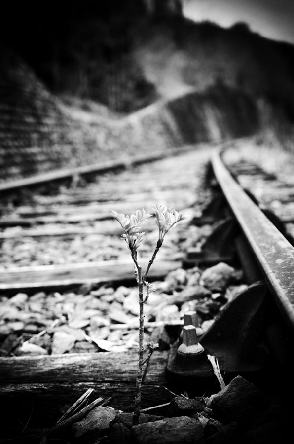 arbre, arbuste, v&eacute;g&eacute;tal, nature, rail, voie ferr&eacute;e, ferroviaire, aspe, Canfranc, Oloron. In Transportation, Rail, train, metro, tramway. Faire Oeuvre De R&eacute;sistance, photography by Laurent Ferriere. Image #386748