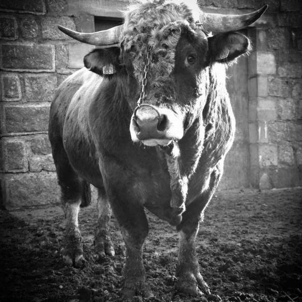Caporal, Artwork by Ivan Kloboukoff. Taureau race d'Aubrac - Escudi&egrave;res. D90. In Nature, Animal