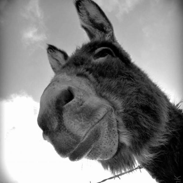 Smiling Donkey, Artwork by Ivan Kloboukoff. Aubrac - Escudi&egrave;res. D90. In Nature, Animal, Wild