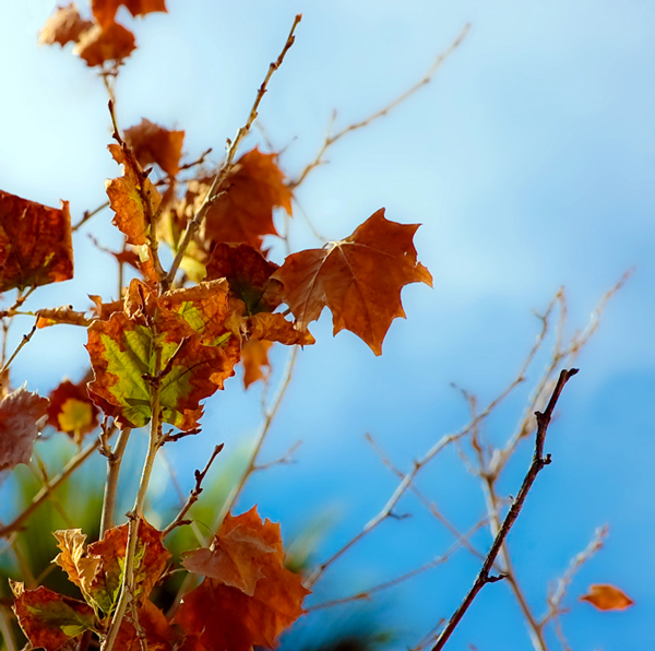 Oto&ntilde;o, photography by Ektor Coughanour. Nikon D70s. Photography. In Nature, Vegetal, Tree, forest