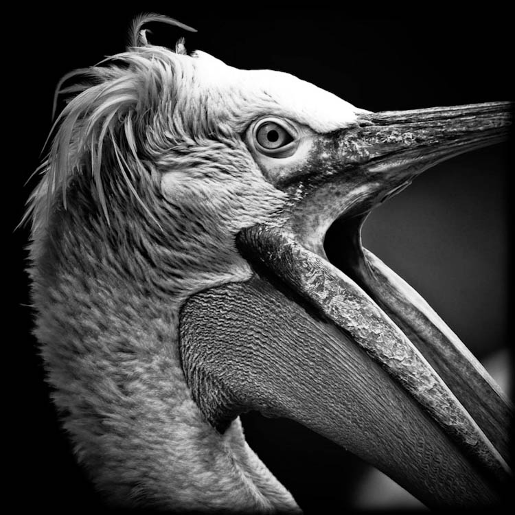 cry of the pelican, photography by Laurent Baheux. In Nature, Animal, Wild