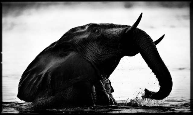 Sauv&eacute; des eaux, photography by Laurent Baheux. NIKON D3. oeil, viseur, reflexe, doigt, d&eacute;clencheur.... In Nature, Animal, Wild