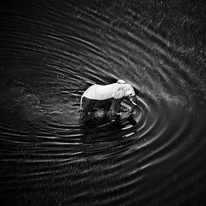 Waves Around Elephant by Laurent Baheux