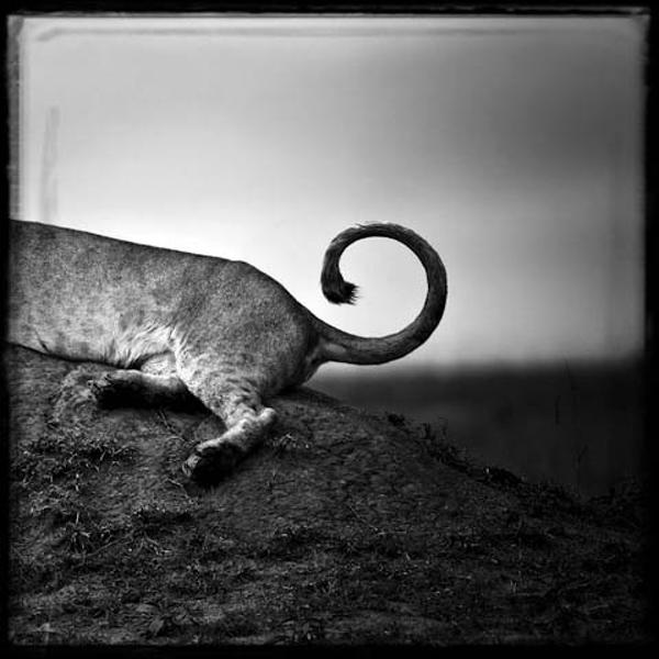 POINT D'INTERROGATION by Laurent Baheux
