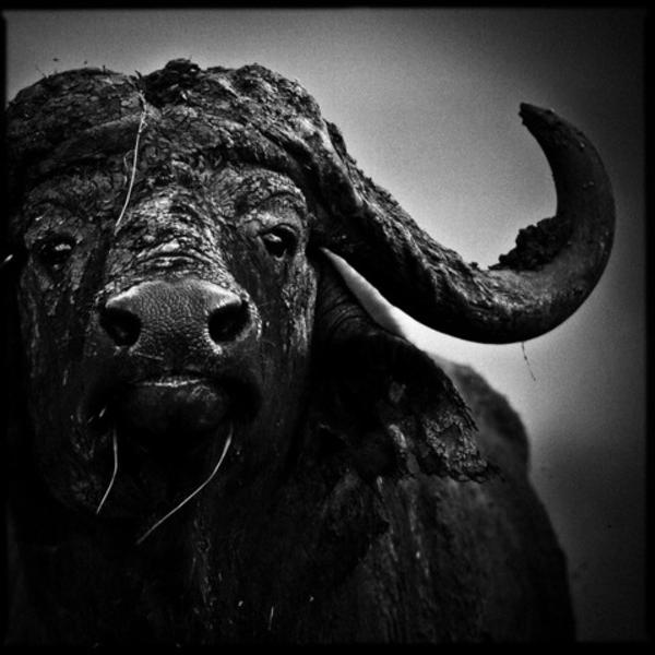 PLUS FORT QUE TOI by Laurent Baheux
