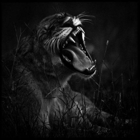 Sans Titre, photography by Laurent Baheux. NIKON D3. oeil, viseur, reflexe, doigt, d&eacute;clencheur.... In Nature, Animal, Wild