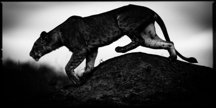 Hunting Lioness, photography by Laurent Baheux. NIKON D3. oeil, viseur, reflexe, doigt, d&eacute;clencheur.... In Nature, Animal, Wild
