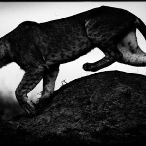 Hunting Lioness by Laurent Baheux