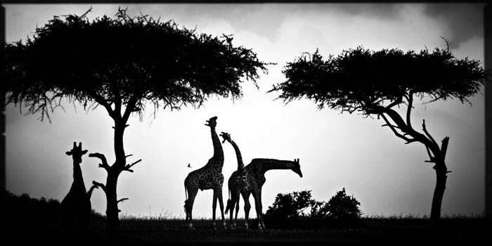 Between Trees, photography by Laurent Baheux. Quel avenir pour les lions d'Afrique menac&eacute;s par l'activit&eacute; humaine et la r&eacute;duction de leur habitat naturel ?. NIKON D3. oeil, viseur, reflexe, doigt, d&eacute;clencheur.... In Nature, Animal, Wild