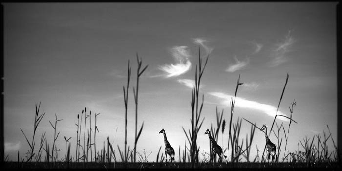 Giraffes In The Tall Grass, photography by Laurent Baheux. Quel avenir pour les lions d'Afrique menac&eacute;s par l'activit&eacute; humaine et la r&eacute;duction de leur habitat naturel ?. NIKON D3. oeil, viseur, reflexe, doigt, d&eacute;clencheur.... In Nature, Animal, Wild