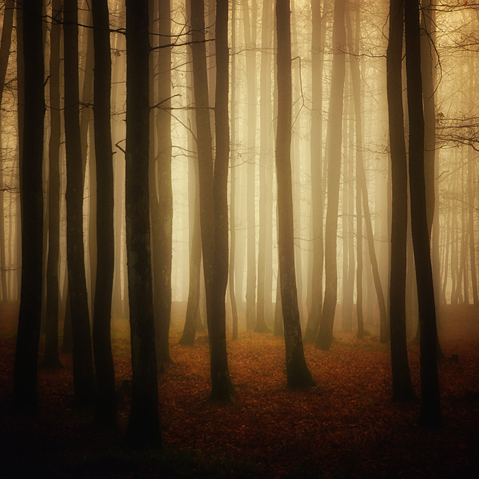 Easy Photo, 4, photography by Bogdan Panait. D200. Digital. In Nature, Vegetal, Tree, forest