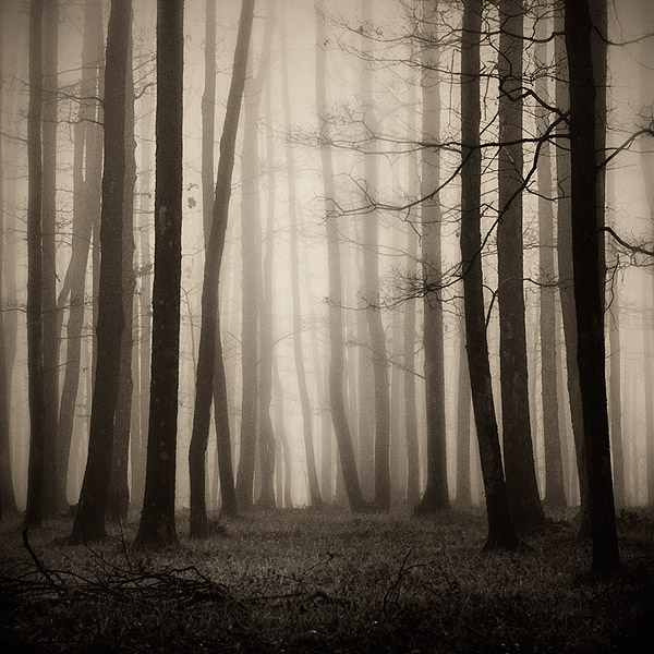 Up, photography by Bogdan Panait. In Nature, Vegetal