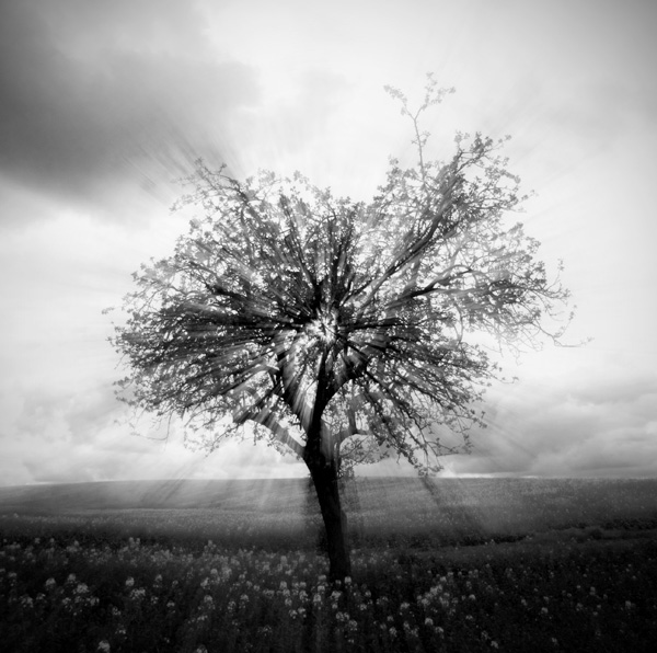 Tree, photography by Rudolf Rosch. D80 + 17-35 mm. In Nature, Vegetal, Tree, forest